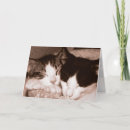 Search for kitty cat photography Black and white