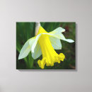 Search for yellow daffodil canvas prints Green