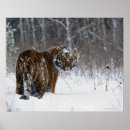 Search for tiger look posters Orange