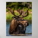 Search for chuck haney posters Moose