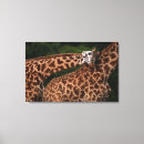 Search for camelopardalis posters Outdoors