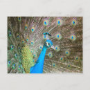 Search for bird feathers postcards Peacock