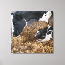 Search for new life canvas prints Animal