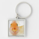 Search for freshwater key rings Nature