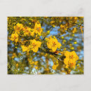 Search for desert flowers postcards Yellow