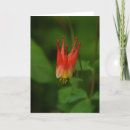 Search for columbine cards Colorado