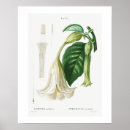 Search for trumpet posters Flowers