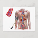 Search for circulatory system postcards Three dimensional