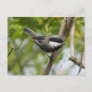 Search for pacific northwest postcards Birds