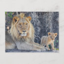 Search for okavango delta postcards Lion