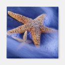 Search for hilton magnets Usa