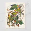 Search for john audubon postcards Wildlife