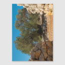 Search for olive tree cards Nature