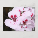 Search for pretty postcards Souvenir