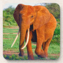 Search for african safari coasters Animals