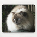 Search for cat breeds electronics Feline
