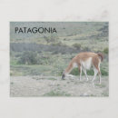 Search for guanaco postcards Chile