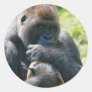 Search for silverback gorilla stickers Primate