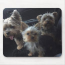 Search for yorkie dog mousepads Cute