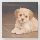 Search for poodle coasters Animal