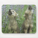 Search for wolf howling mousepads Wildlife