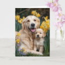 Search for golden retriever mothers day cards Dog lover