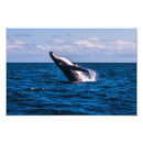 Search for breaching whale Sea