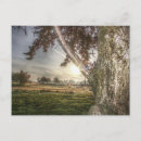 Search for dawn sky postcards Landscape