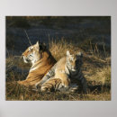 Search for tiger cub posters Wildlife