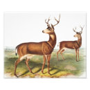 Search for black tailed art Deer