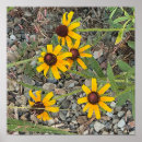 Search for susans posters Floral