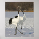 Search for japanese crane posters Nature
