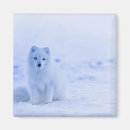 Search for arctic magnets Wildlife