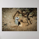 Search for ground squirrels posters Cute