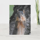 Search for big nut Squirrel