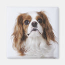 Search for charles magnets Animals