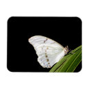 Search for morpho magnets Animal
