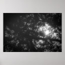 Search for large tree posters Branch