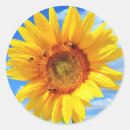 Search for blue sunflower stickers Summer