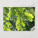 Search for oak postcards Leaves
