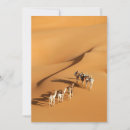 Search for camel cards North africa