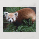 Search for smithsonian postcards Photography