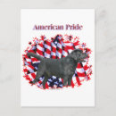 Search for labradors postcards Labrador retriever