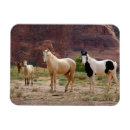 Search for colt magnets Danita delimont