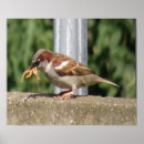 Search for passerines posters Sparrow