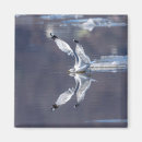 Search for gull magnets Nature