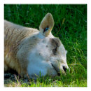Search for square sheep posters Cute