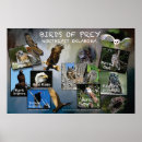 Search for birds of prey posters Eagle