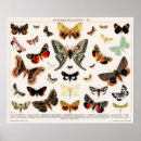 Search for vintage butterfly posters Butterflies