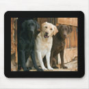 Search for black labrador mousepads Puppies